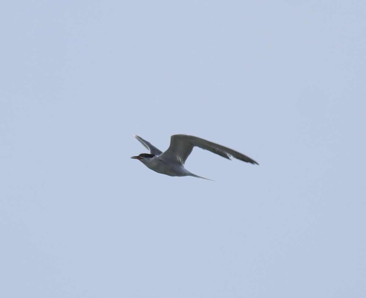 Common Tern - ML647028531