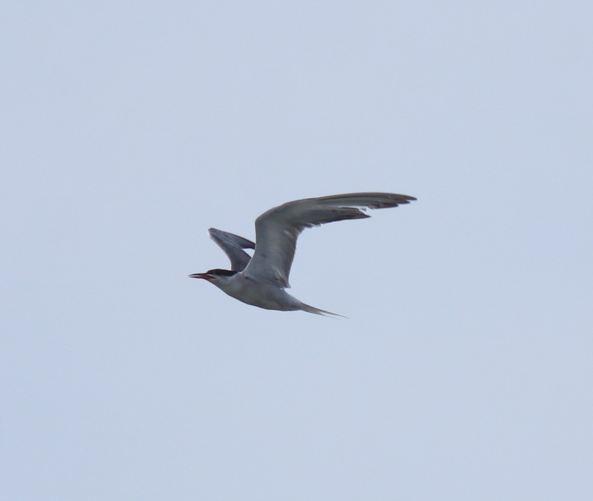 Common Tern - ML647028533