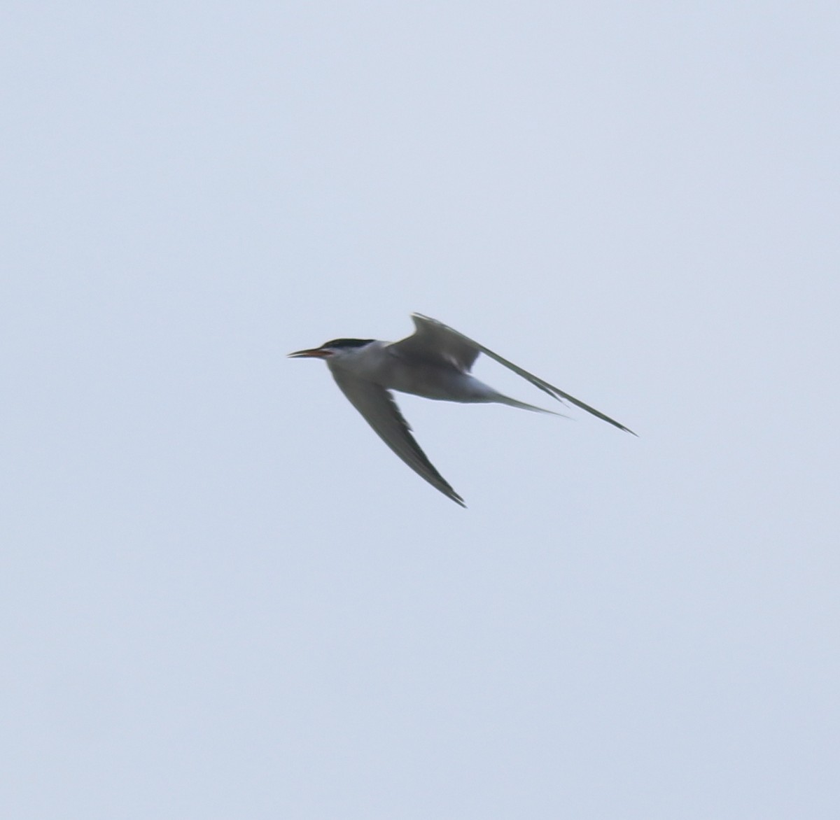 Common Tern - ML647028534