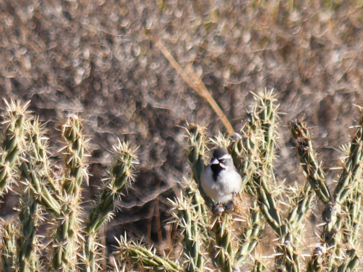 Black-throated Sparrow - ML647028535