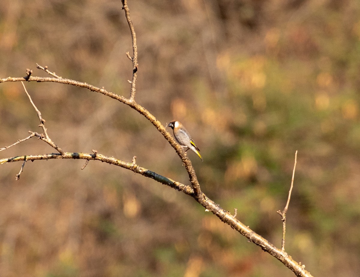 Arabian Grosbeak - ML647028541