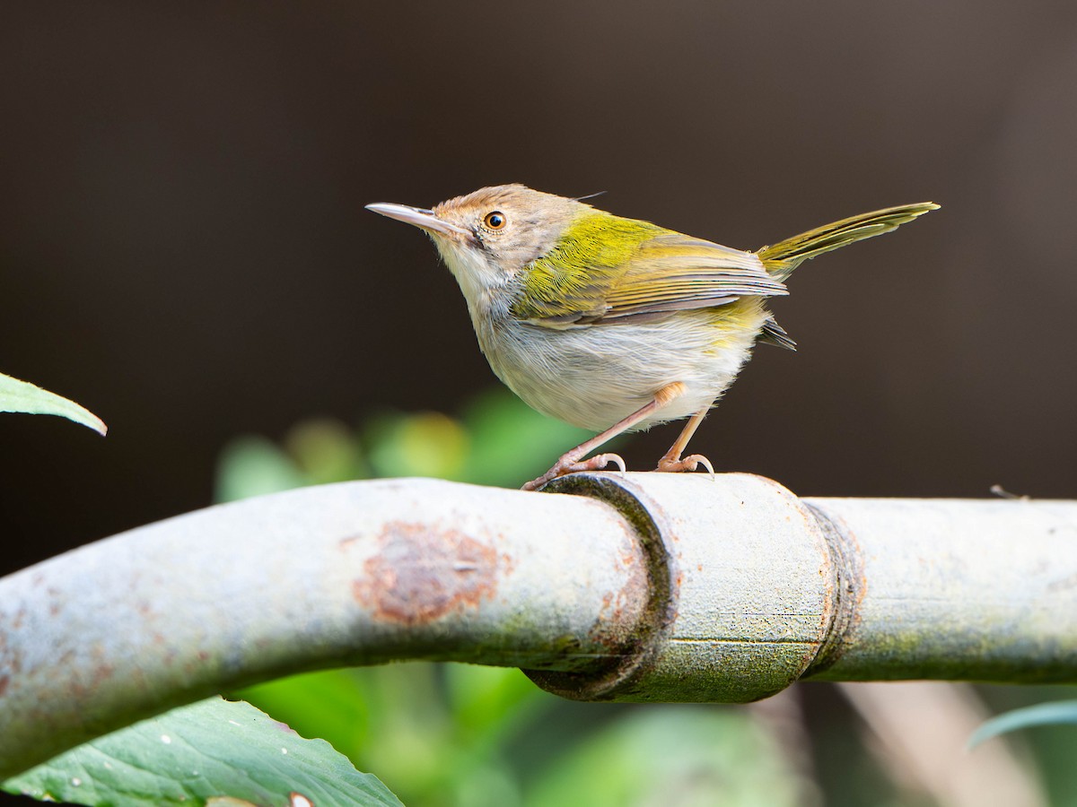 Common Tailorbird - ML647028544