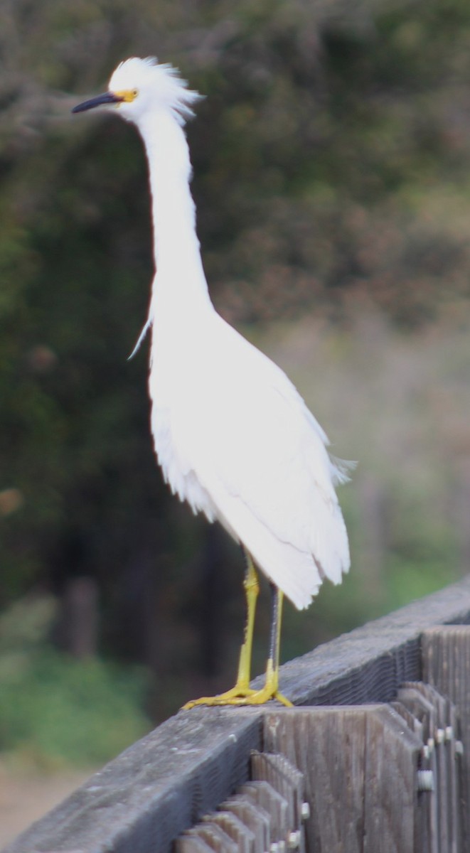 Garceta Nívea - ML647028549