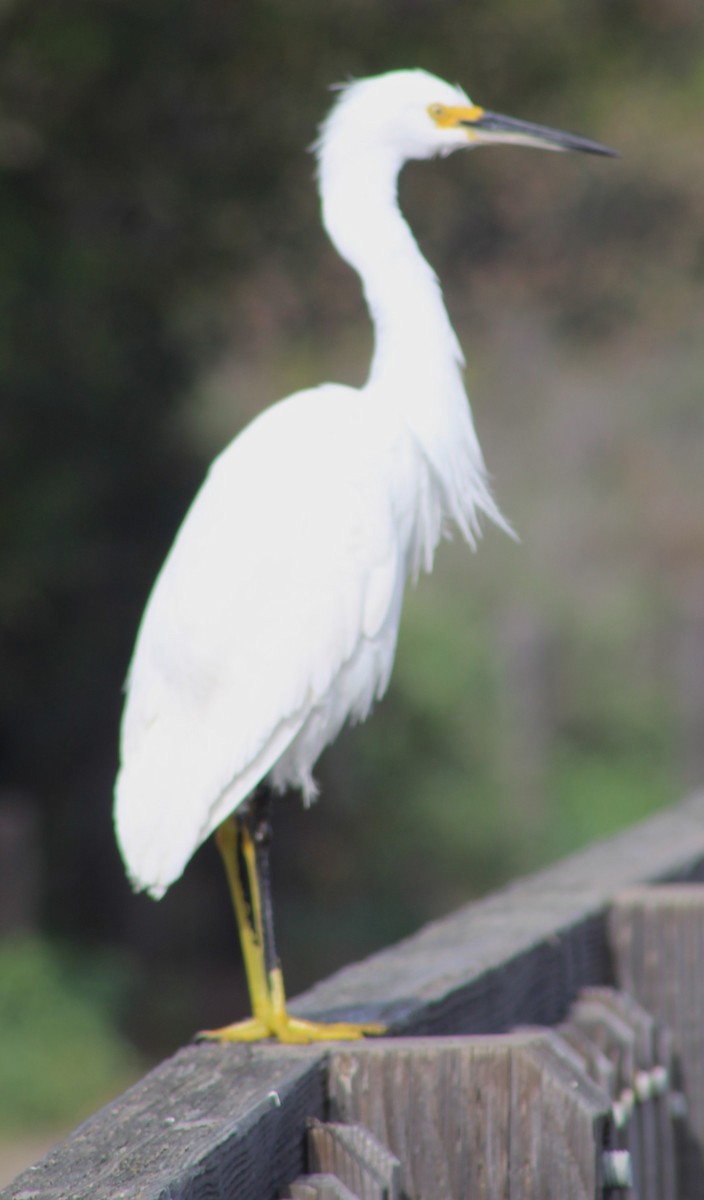 Garceta Nívea - ML647028550