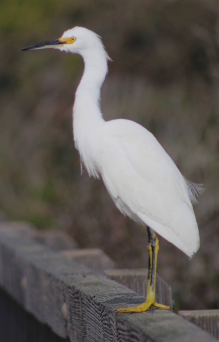 Garceta Nívea - ML647028551