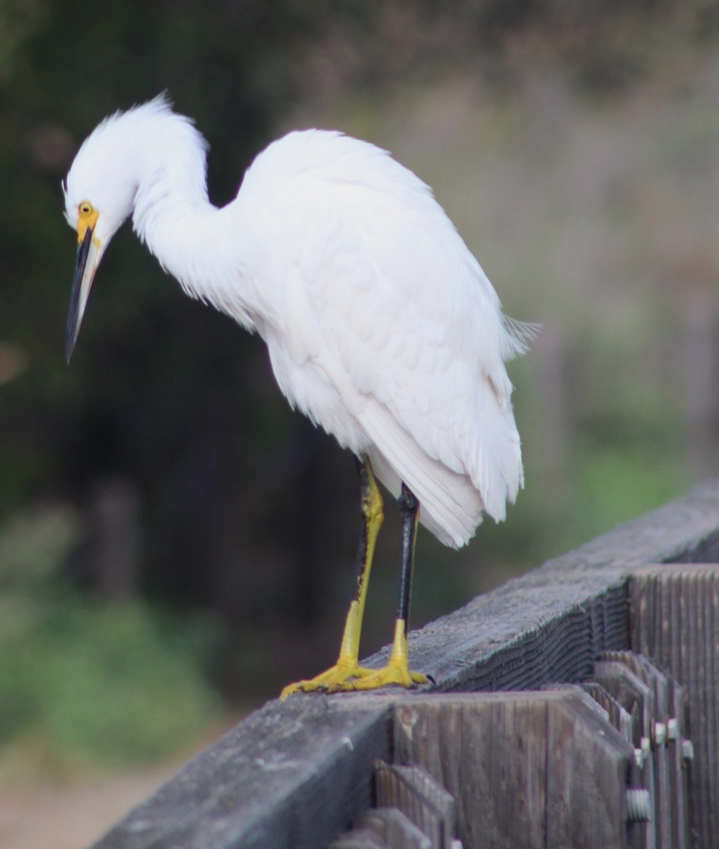 Garceta Nívea - ML647028552