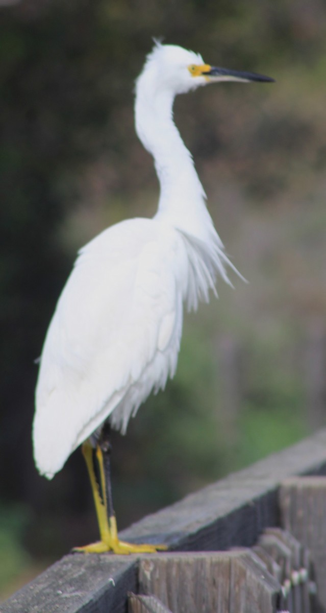 Garceta Nívea - ML647028553