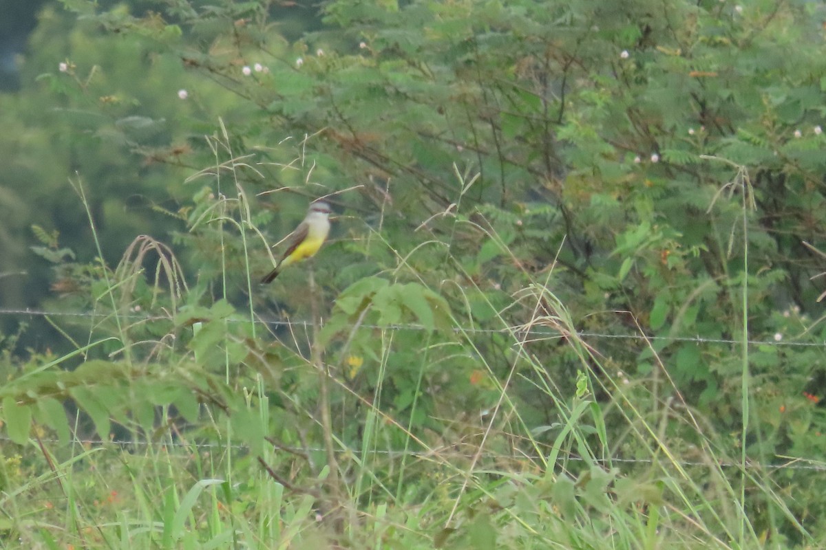 Tyran de l'Ouest - ML647028565