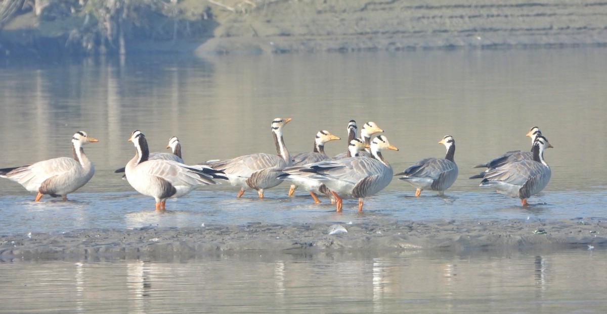 Oie à tête barrée - ML647028569