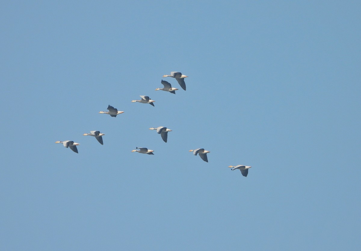 Oie à tête barrée - ML647028570