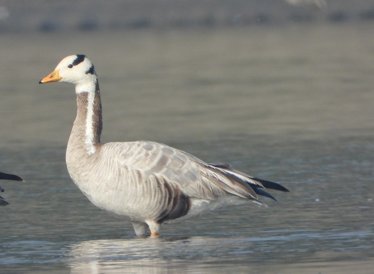 Oie à tête barrée - ML647028571