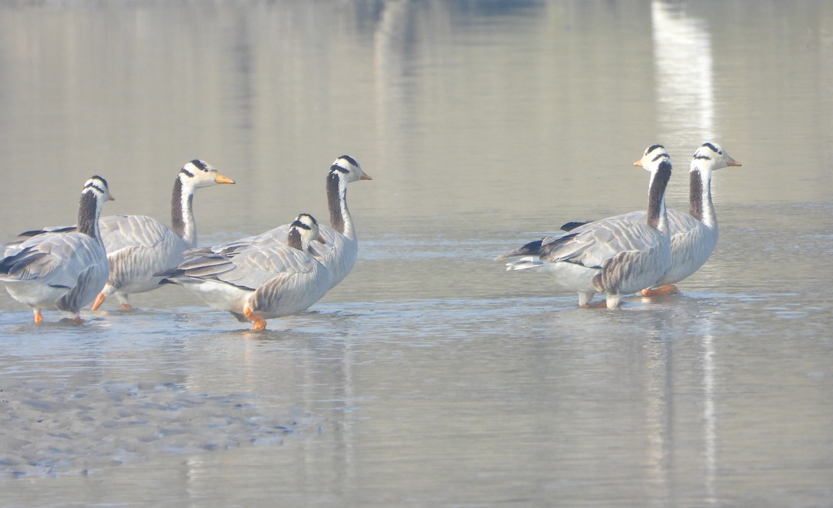 Oie à tête barrée - ML647028572