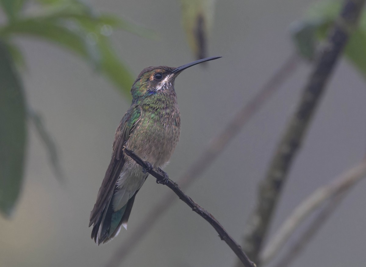 White-vented Violetear - ML647028573