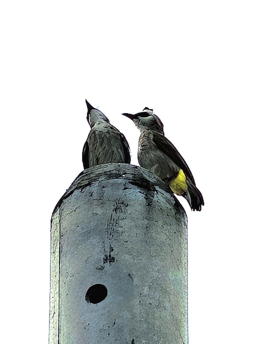 Yellow-vented Bulbul - ML647028583