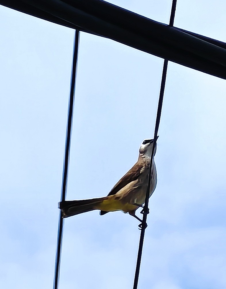 Yellow-vented Bulbul - ML647028584