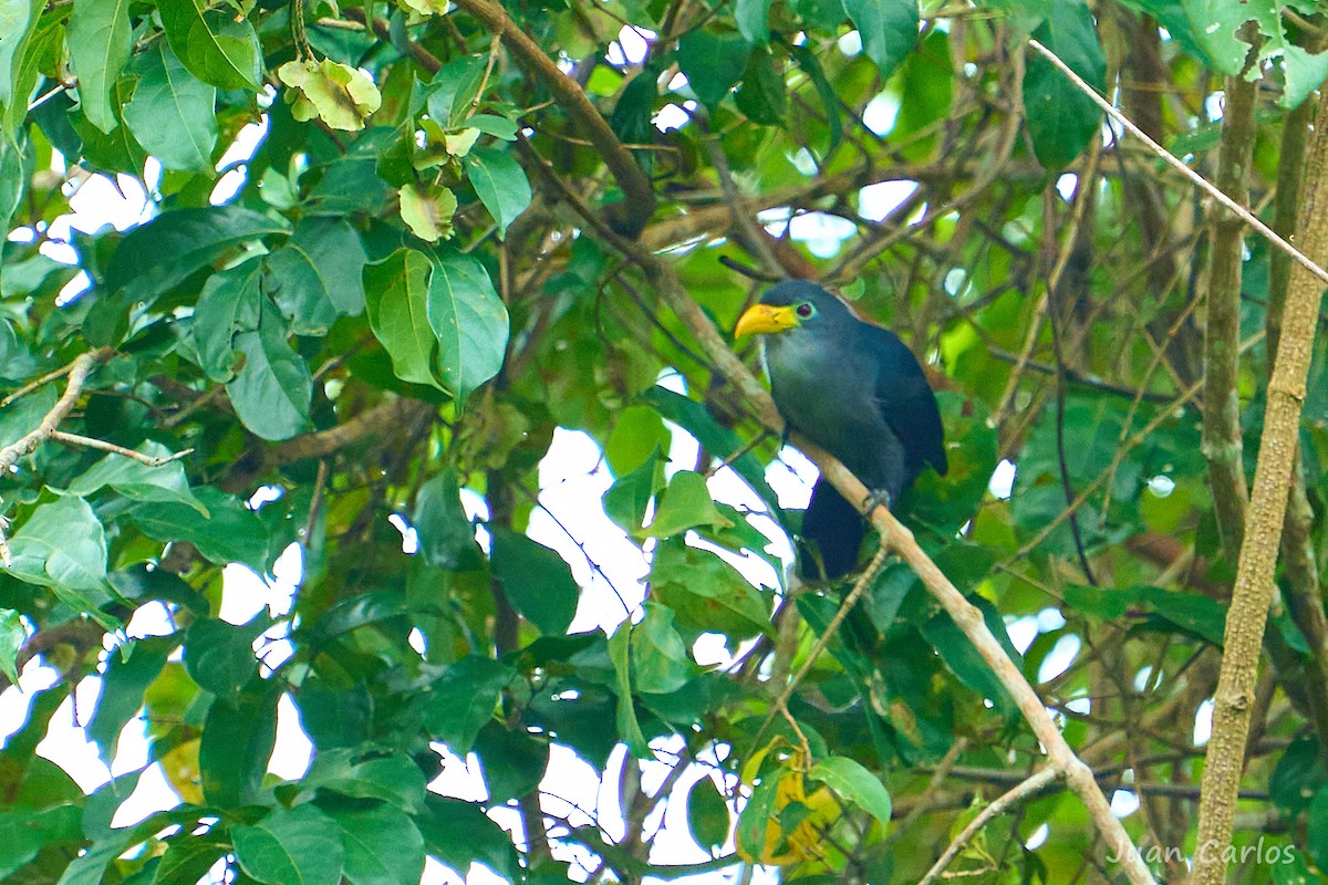 Blue Malkoha - ML647028594