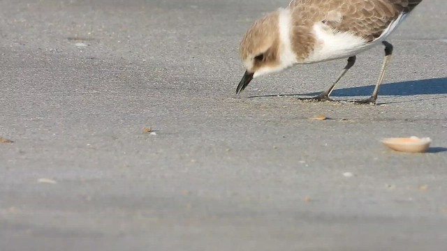 Seeregenpfeifer - ML647028596