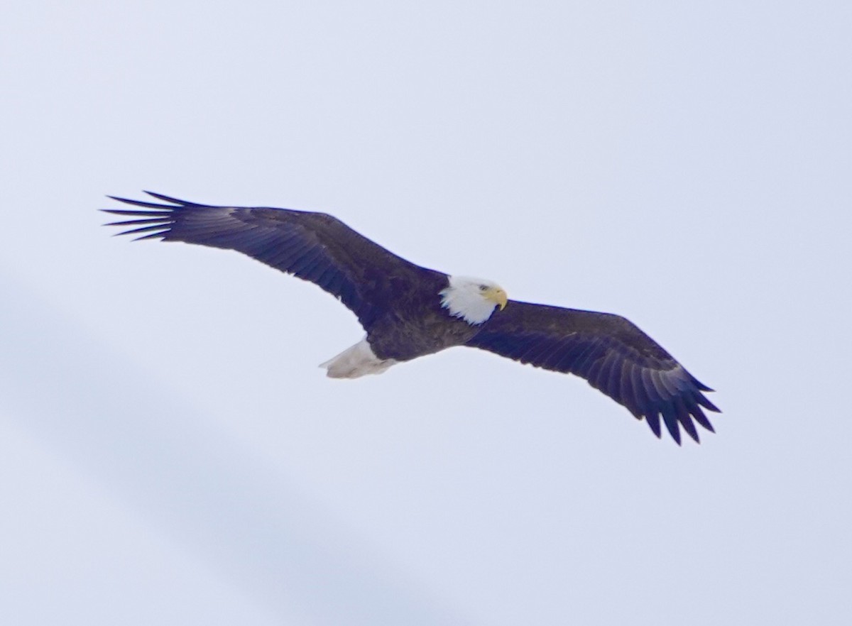 Bald Eagle - ML647028625