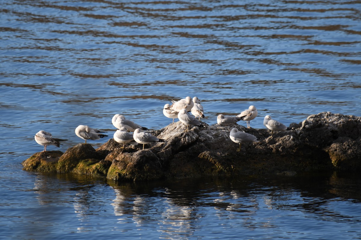 Ring-billed Gull - ML647028628