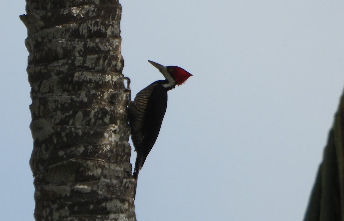 Crimson-crested Woodpecker - ML647028636