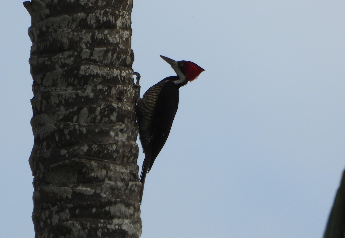 Crimson-crested Woodpecker - ML647028637