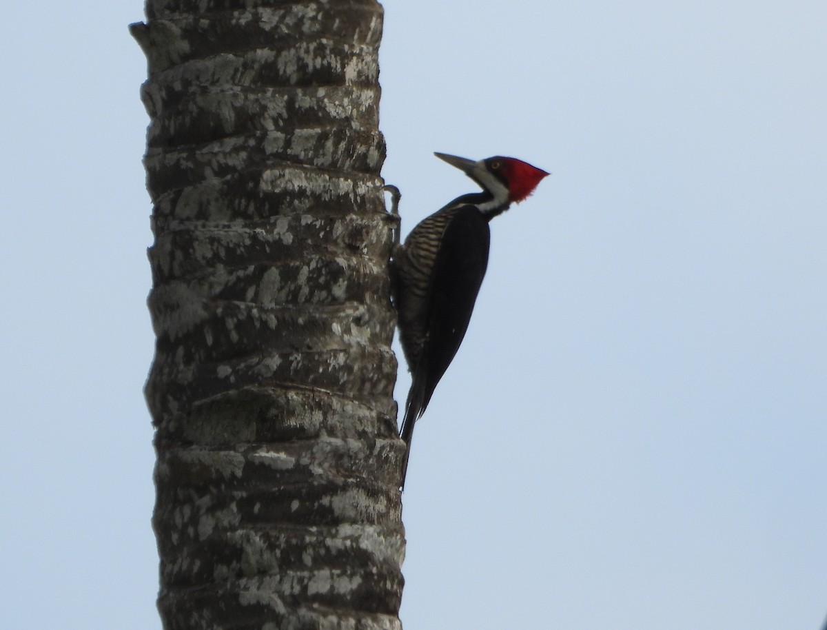 Crimson-crested Woodpecker - ML647028638