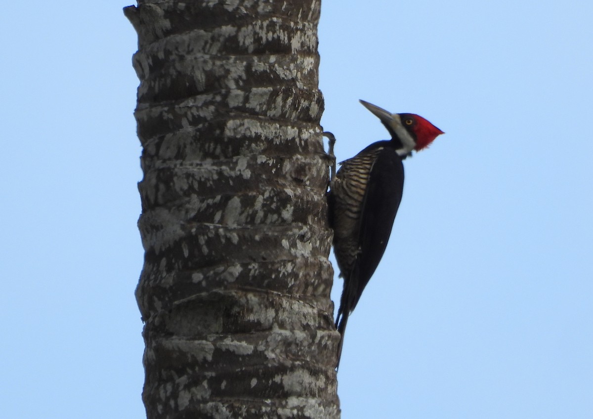 Crimson-crested Woodpecker - ML647028640