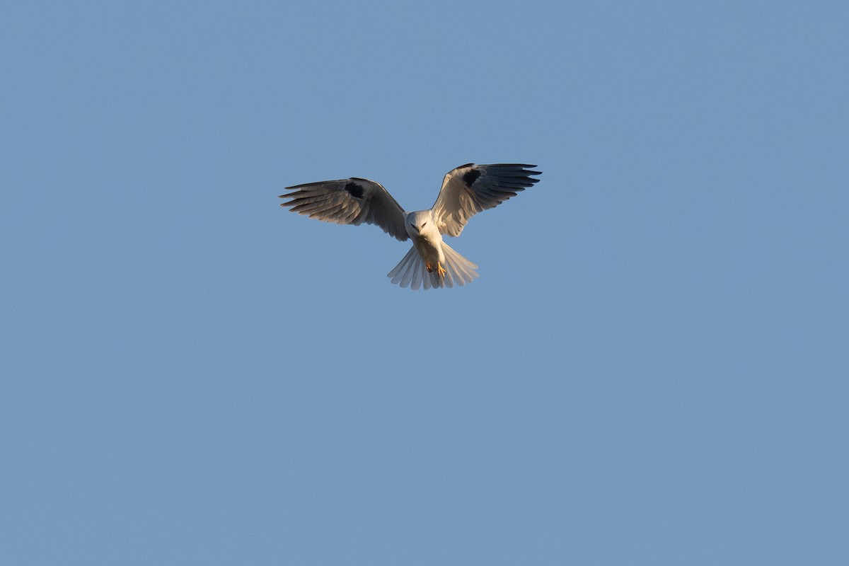 White-tailed Kite - ML647028652