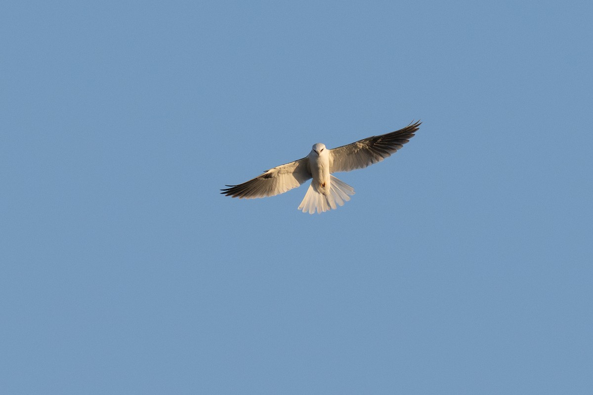 White-tailed Kite - ML647028653