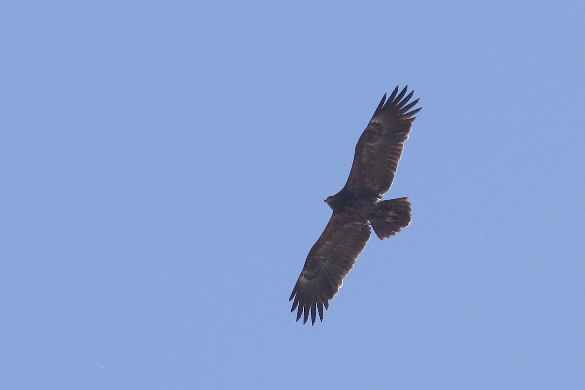 Lesser Spotted Eagle - ML647028656
