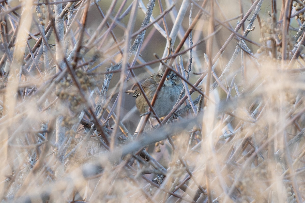 Swamp Sparrow - ML647028664