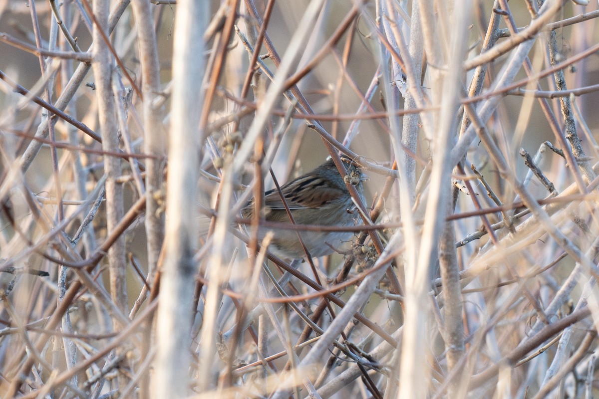 Swamp Sparrow - ML647028665