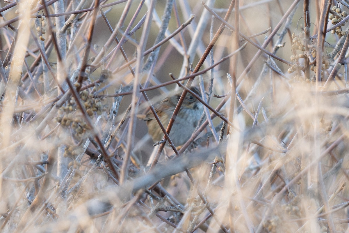 Swamp Sparrow - ML647028666