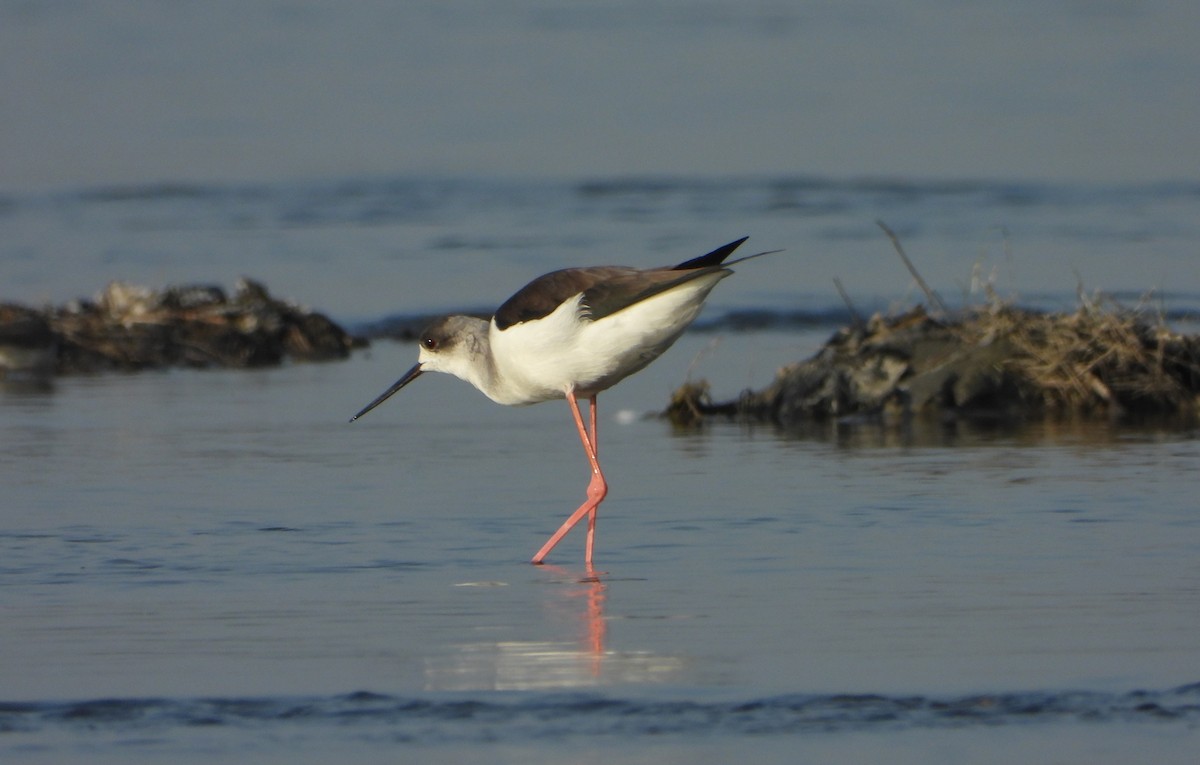Black-winged Stilt - ML647028671