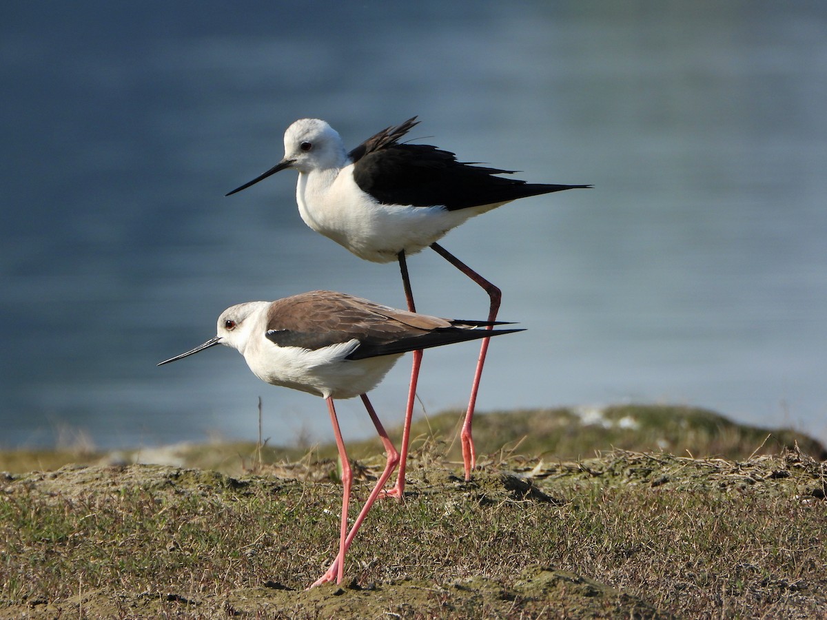 Black-winged Stilt - ML647028672