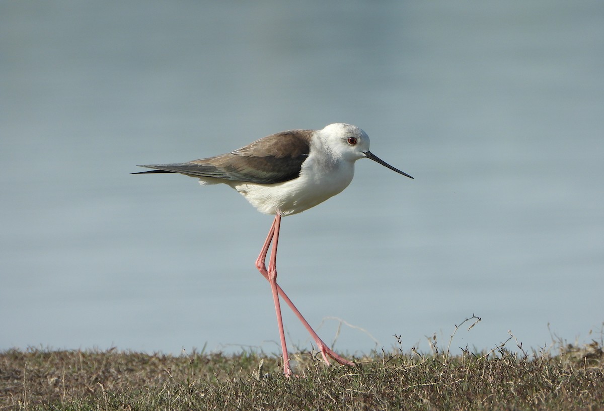 Black-winged Stilt - ML647028673