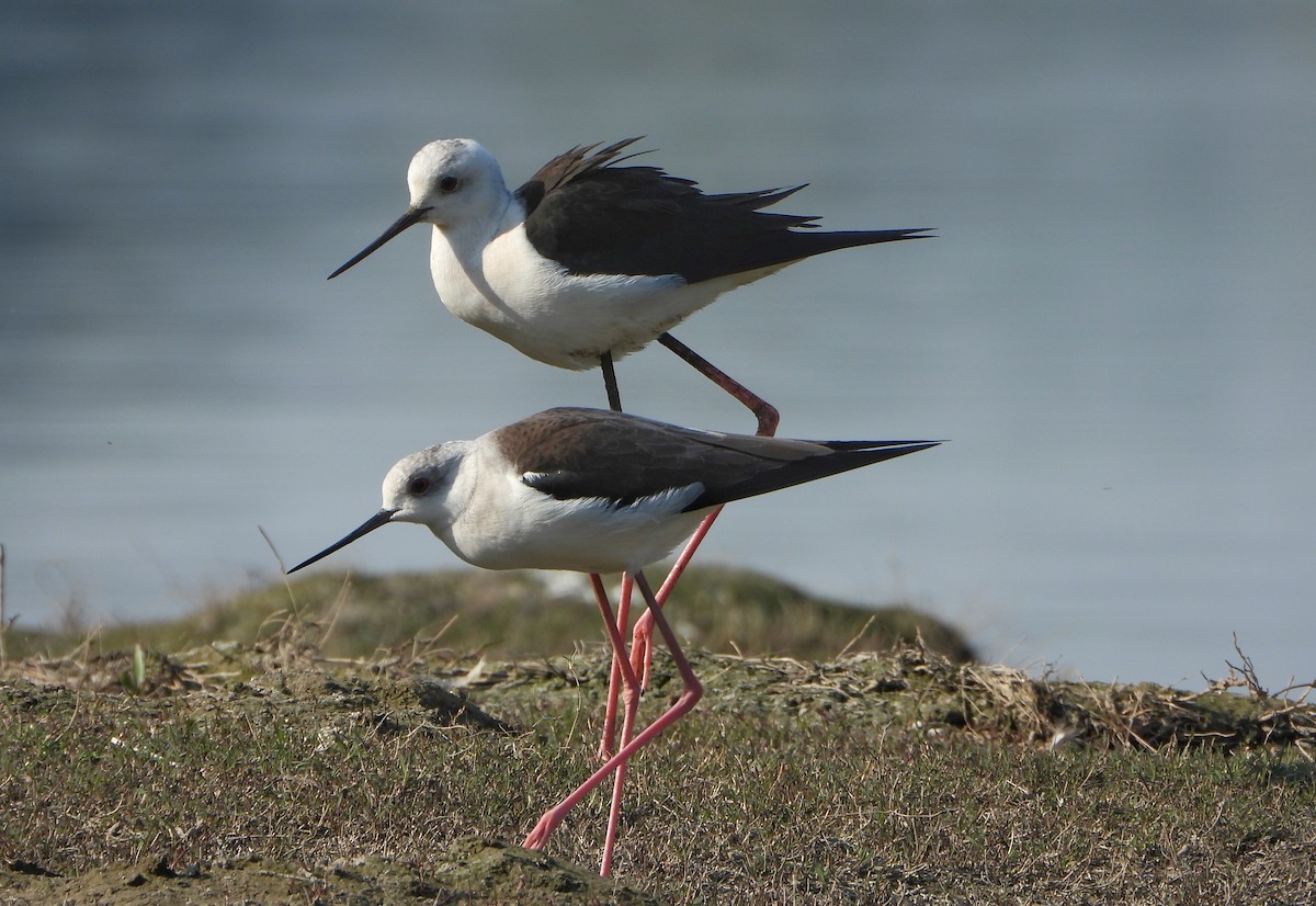 Black-winged Stilt - ML647028674