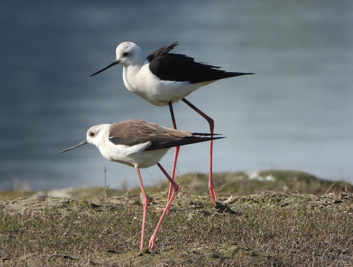 Black-winged Stilt - ML647028675