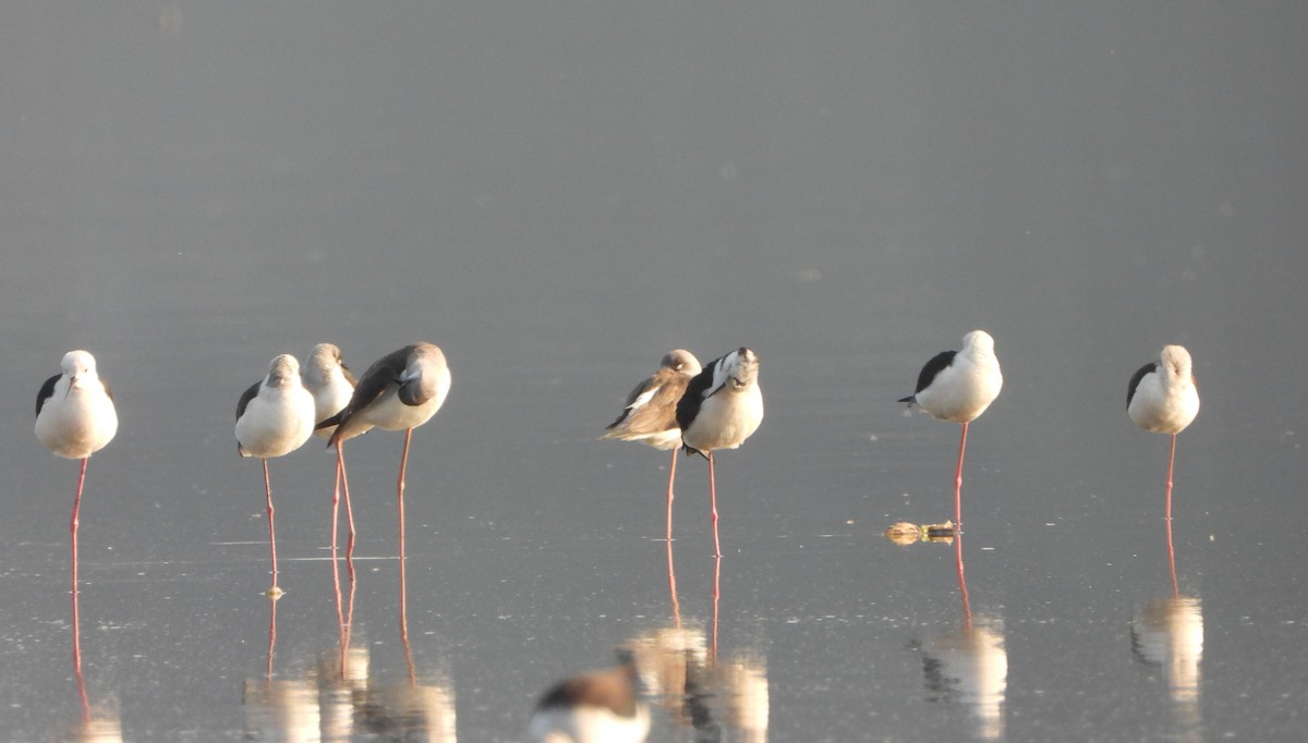 Black-winged Stilt - ML647028676