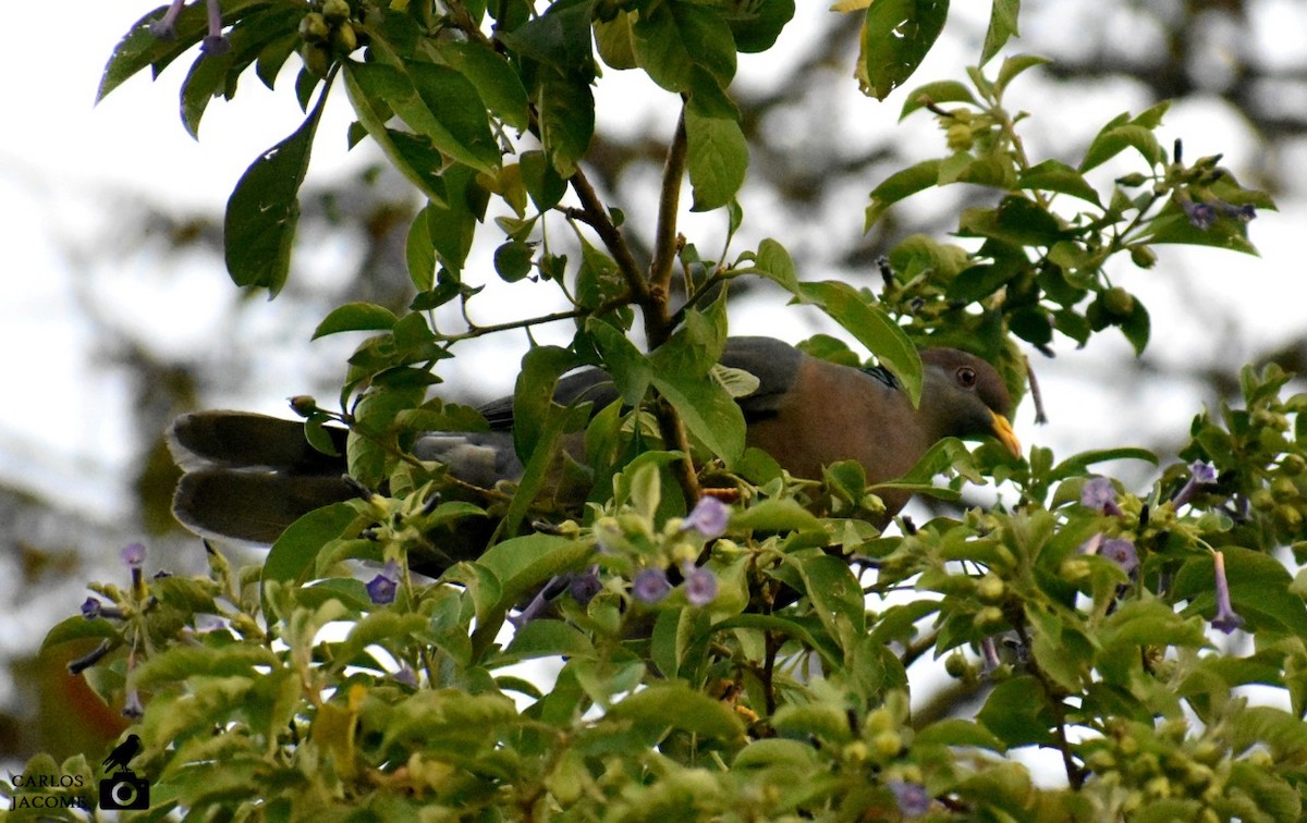 Band-tailed Pigeon - ML647028679