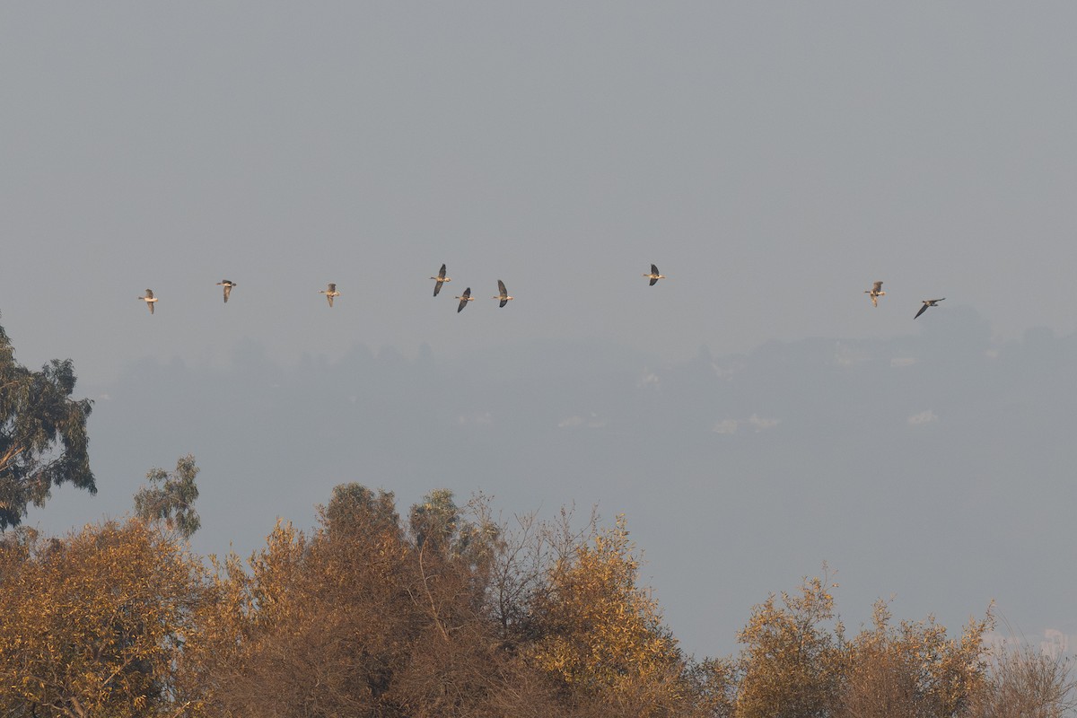 Greater White-fronted Goose - ML647028682