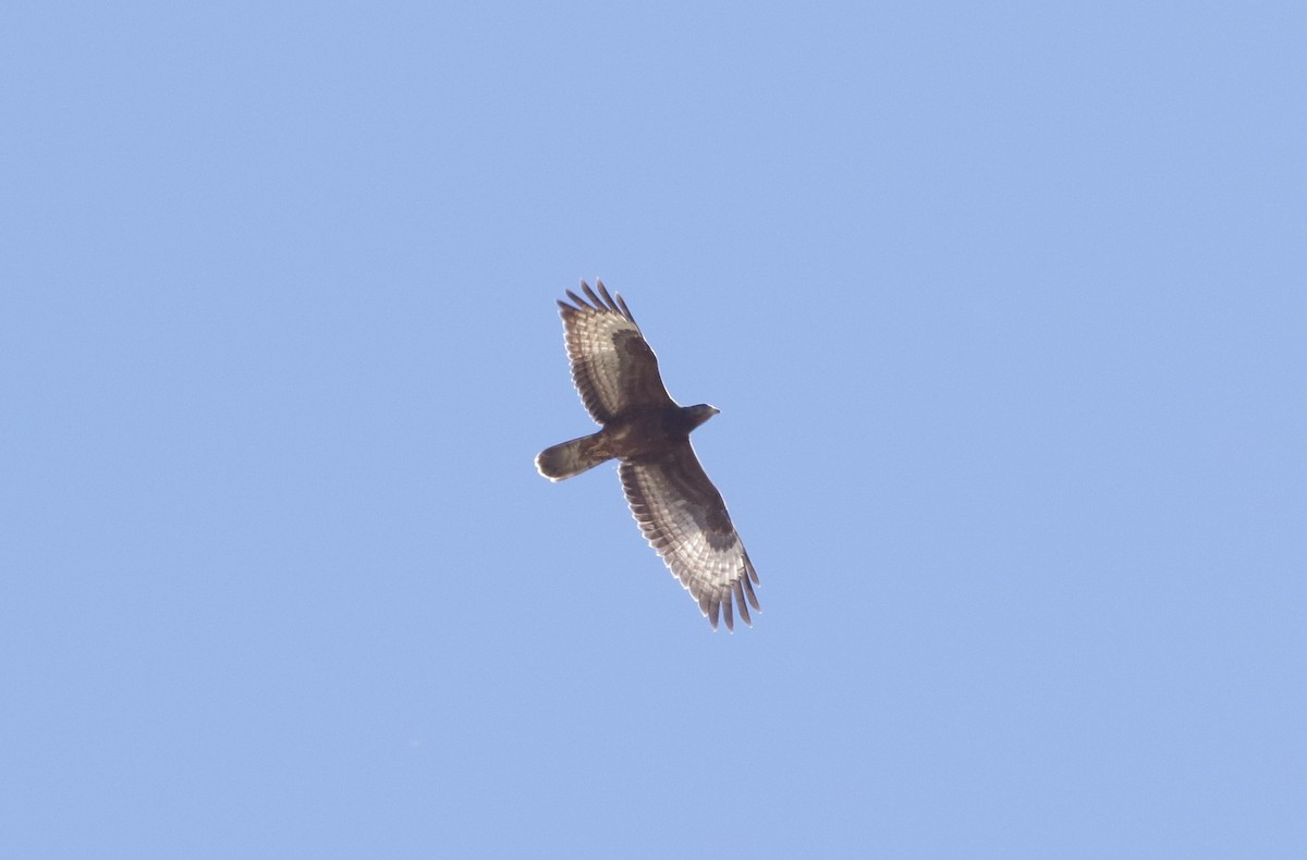 European x Oriental Honey-buzzard (hybrid) - ML647028683