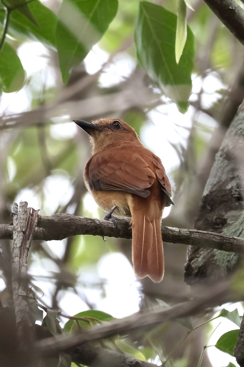 Cinnamon Attila - ML647028692