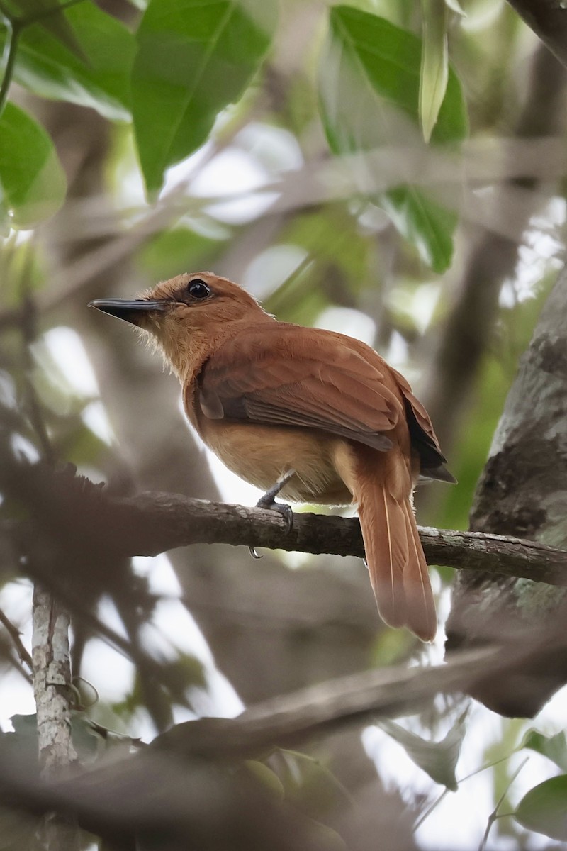 Cinnamon Attila - ML647028694