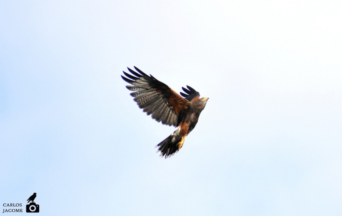 栗翅鷹 - ML647028695