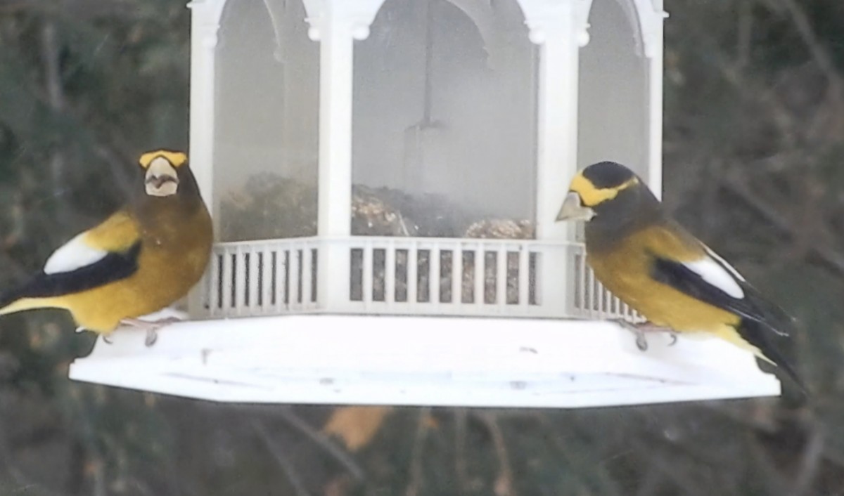 Evening Grosbeak - ML647028696