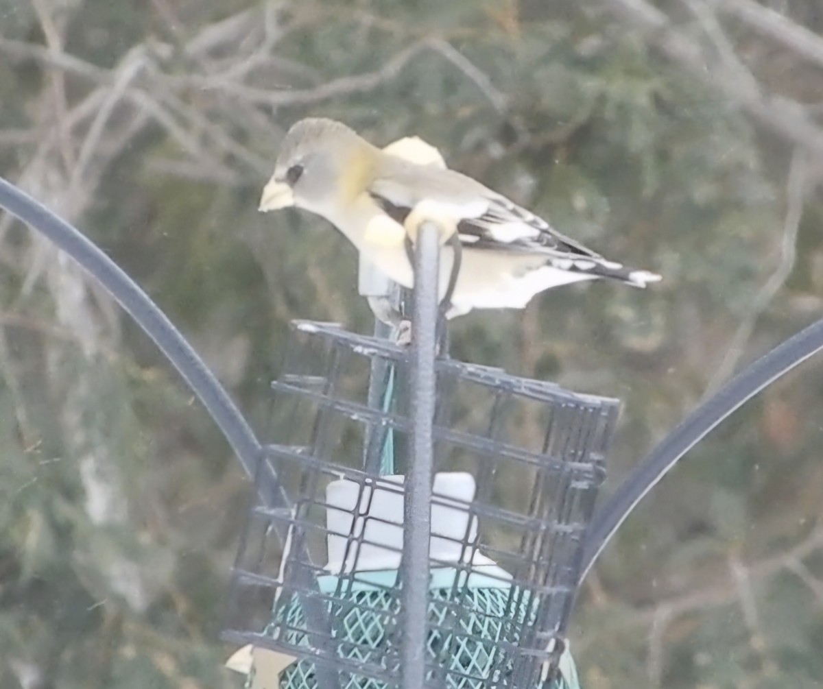 Evening Grosbeak - ML647028697