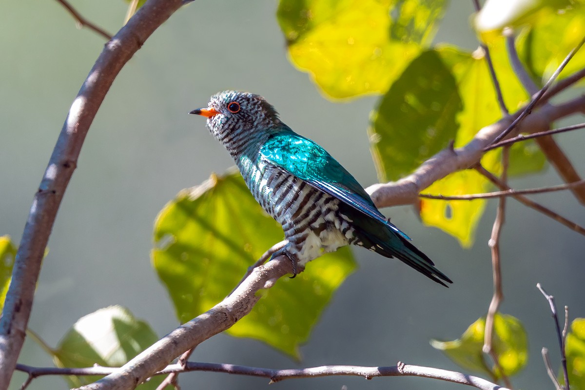 Asian Emerald Cuckoo - ML647028706