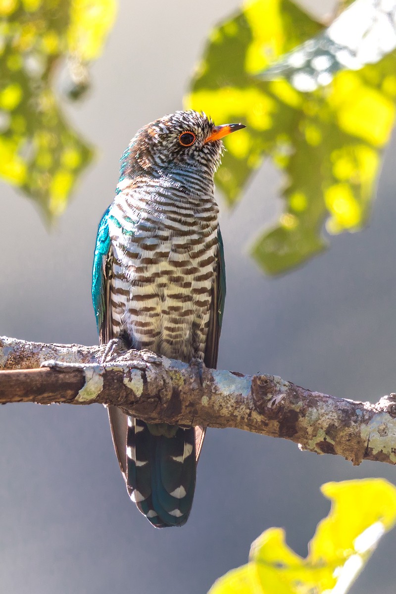 Asian Emerald Cuckoo - ML647028707
