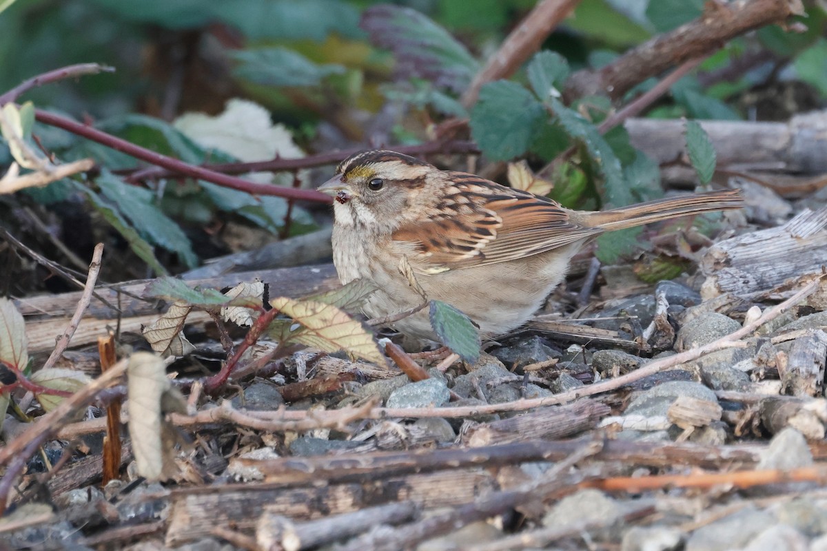 גיבתונית לבנת-גרון - ML647028709